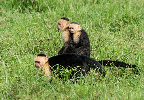 Panamanian white-faced capuchin